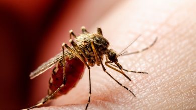 Mosquito Aedes aegypti transmisor de fiebre amarilla. Foto/ Nueva Eps