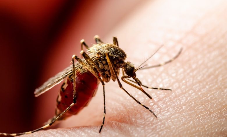 Mosquito Aedes aegypti transmisor de fiebre amarilla. Foto/ Nueva Eps