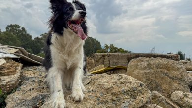 Nikita, perro de rescate. Foto/ Área Metropolitana
