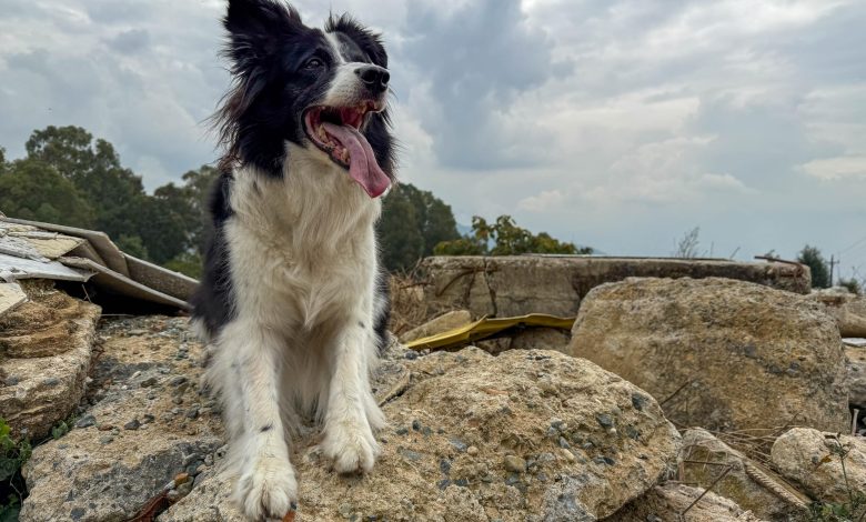 Nikita, perro de rescate. Foto/ Área Metropolitana