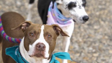 Animales de compañía. Foto/Presidencia