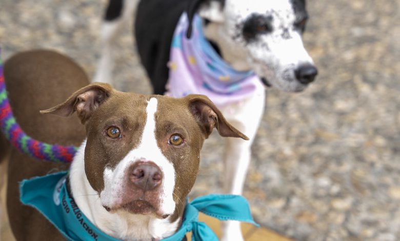 Animales de compañía. Foto/Presidencia