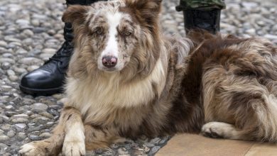 Animales de compañía. Foto/Presidencia