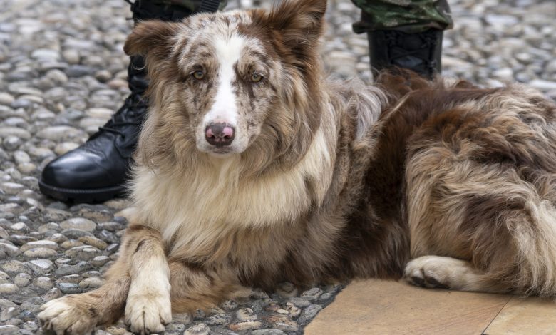 Animales de compañía. Foto/Presidencia