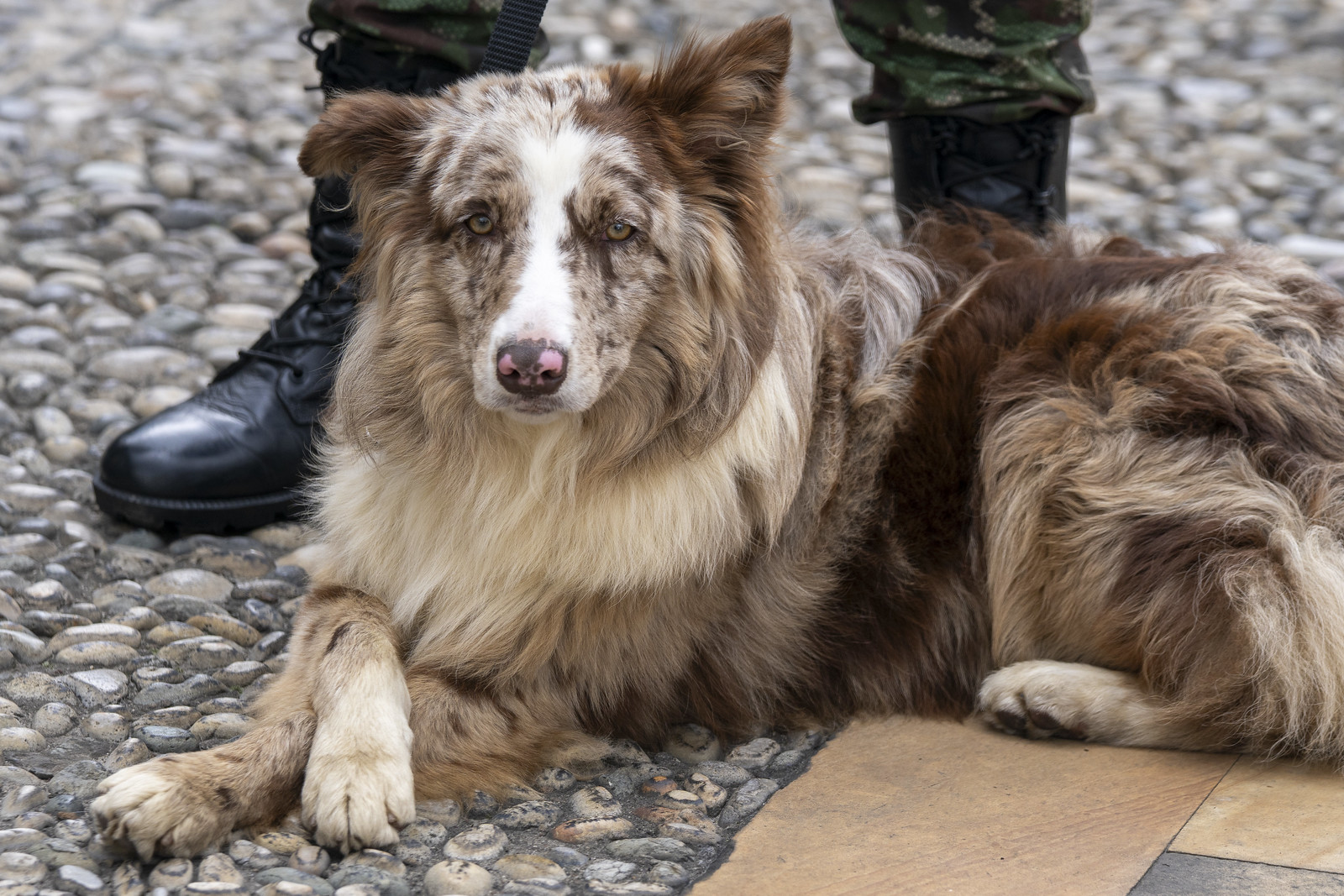 Animales de compañía. Foto/Presidencia