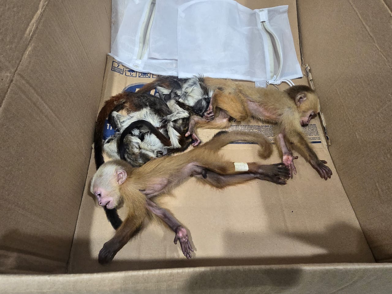 Monos rescatados en el aeropuerto. Foto/Cornare