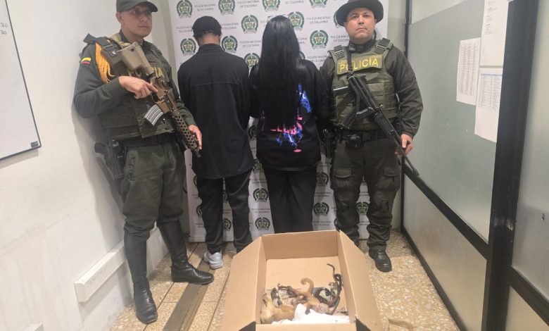 Pareja capturada en el aeropuerto. Foto/ Cornare