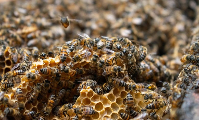 Abejas Foto/ Área Metropolitana