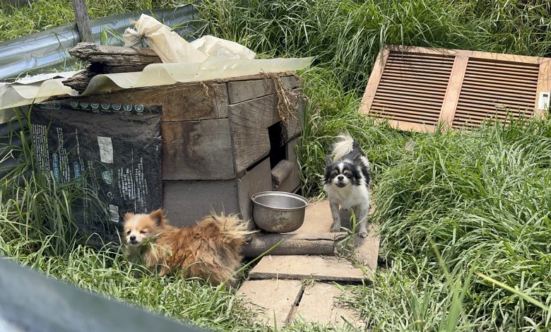 Rescatados 30 perritos de un criadero clandestino en El Carmen de Viboral, Antioquia. Foto/ Alcaldía