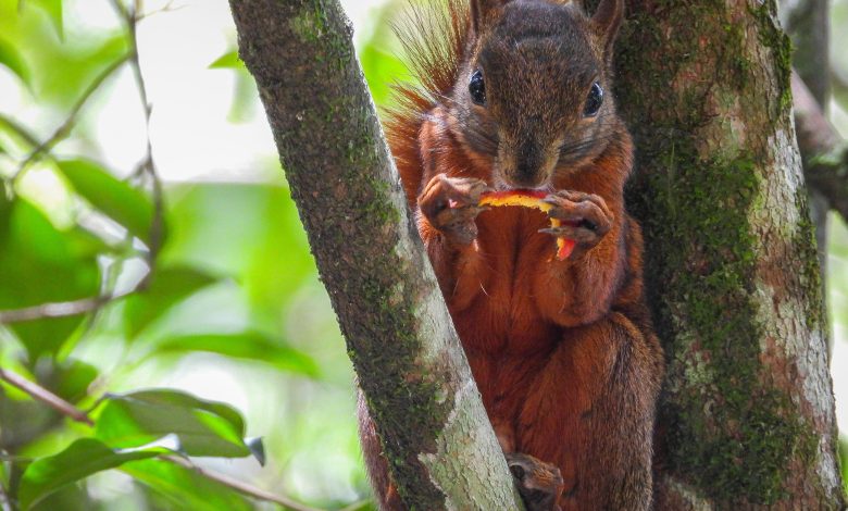 En el Valle de Aburrá, la biodiversidad también necesita respirar. Foto/ Área Metropolitana