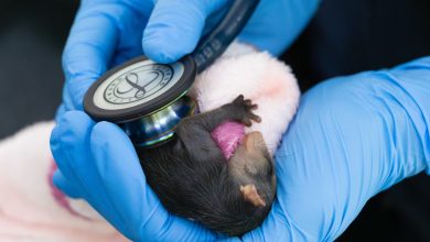 ataques de mascotas ya dejan más de 350 animales heridos en 2025