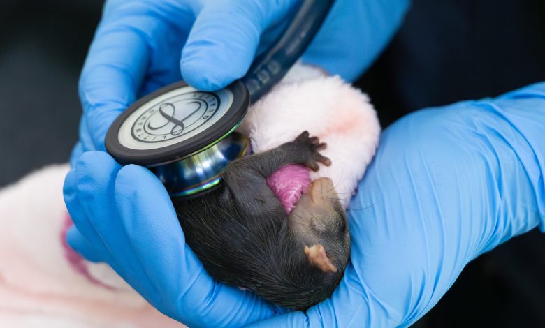 ataques de mascotas ya dejan más de 350 animales heridos en 2025