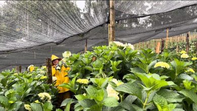Cultivos de Hotensias de la finda San Jerónimo en el Carmen de Viboral