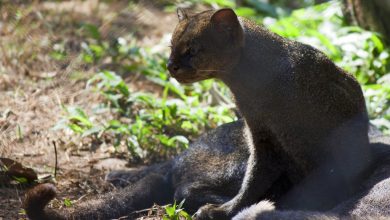 De los seis felinos silvestres que habitan en Colombia, cuatro han sido confirmados en el área protegida del corregimiento El Manzanillo de Itagüí. Foto/ Alcaldía