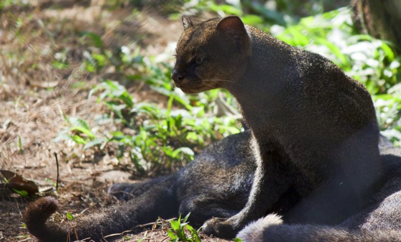 De los seis felinos silvestres que habitan en Colombia, cuatro han sido confirmados en el área protegida del corregimiento El Manzanillo de Itagüí. Foto/ Alcaldía