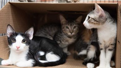 La jornada de “Adoptatón” será el domingo desde las 9:00 a. m. en Plaza mayor