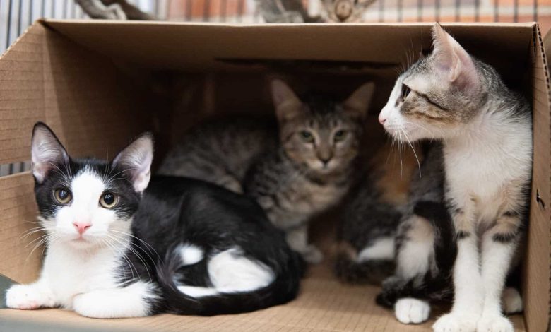 La jornada de “Adoptatón” será el domingo desde las 9:00 a. m. en Plaza mayor