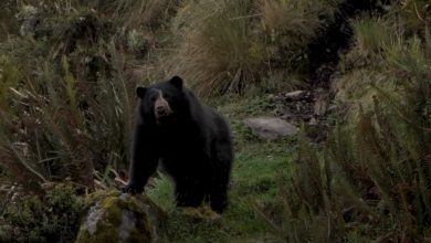 Autoridades ambientales envían parte de tranquilidad y entregan recomendaciones. Foto/captura depantalla