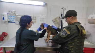 Autoridades rescataron a un cachorro en La Loma de Los Bernal. Foto/ Policía