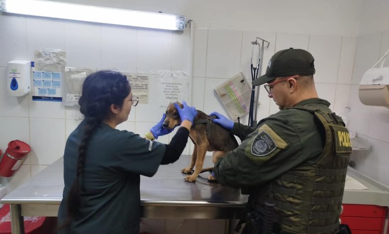 Autoridades rescataron a un cachorro en La Loma de Los Bernal. Foto/ Policía