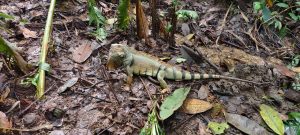 70 animales fueron liberados en La Estrella. Foto/ Alcaldía