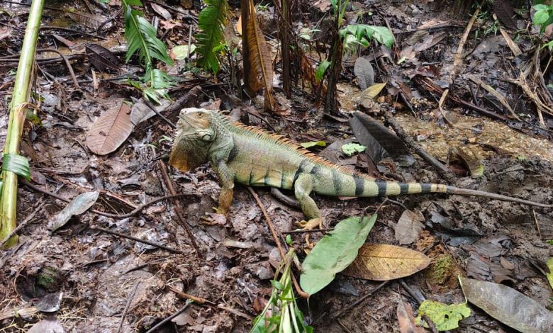 70 animales fueron liberados en La Estrella. Foto/ Alcaldía
