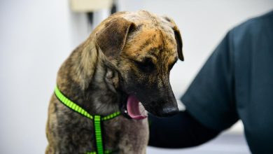 pronto estará listo para encontrar una nueva familia. Foto/ Gobernación