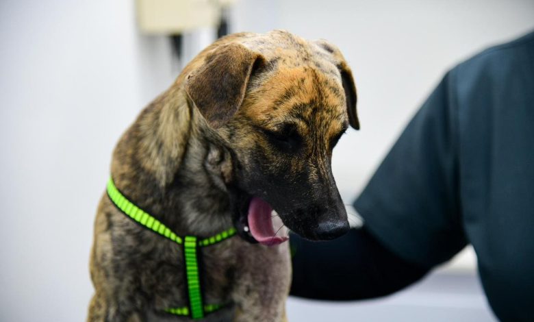 pronto estará listo para encontrar una nueva familia. Foto/ Gobernación