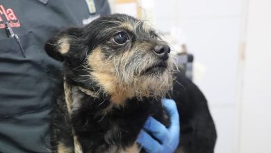 Operativo de rescate animal en San Antonio de Prado. Foto/ Alcaldía