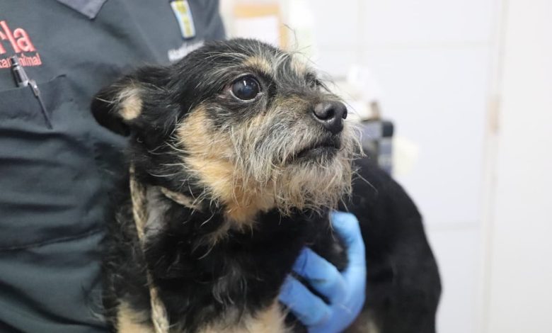 Operativo de rescate animal en San Antonio de Prado. Foto/ Alcaldía