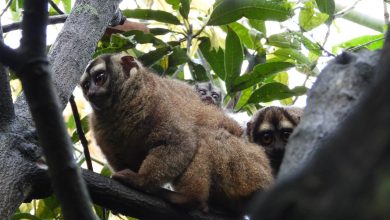 de las martejas que nacieron para ser libres. Foto/ Área Metropolitana