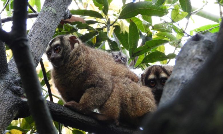 de las martejas que nacieron para ser libres. Foto/ Área Metropolitana