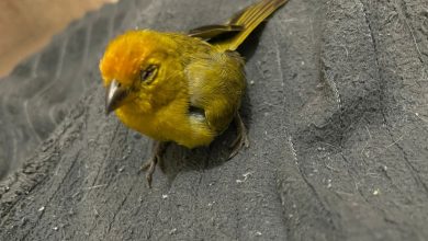 Los estallidos y detonaciones provocaron 11 muertes y dejaron 34 animales heridos . Foto/ Área Metropolitana