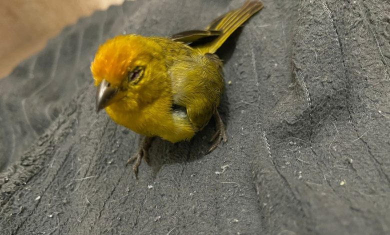 Los estallidos y detonaciones provocaron 11 muertes y dejaron 34 animales heridos . Foto/ Área Metropolitana