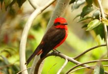 Memoria ambientalde los bellanitas. Foto/ Alcaldía de Bello
