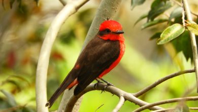 Memoria ambientalde los bellanitas. Foto/ Alcaldía de Bello