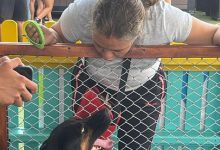 11 animales de compañía fueron adoptados. Foto/ Alcaldía