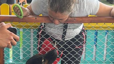 11 animales de compañía fueron adoptados. Foto/ Alcaldía