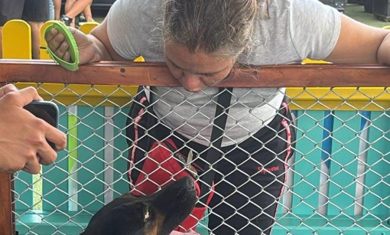 11 animales de compañía fueron adoptados. Foto/ Alcaldía