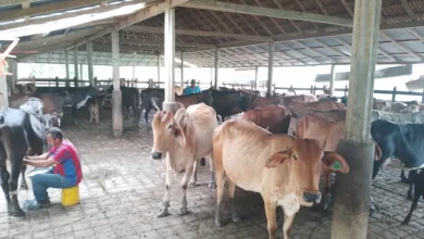 Ganaderos alertan: aumento en el precio de la leche no cubre costos y pone en riesgo al sector.