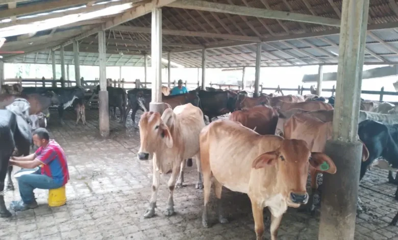 Ganaderos alertan: aumento en el precio de la leche no cubre costos y pone en riesgo al sector.