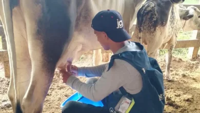 Cifras históricas logró la producción de leche colombiana.