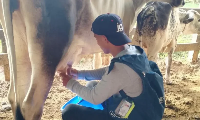 Cifras históricas logró la producción de leche colombiana.