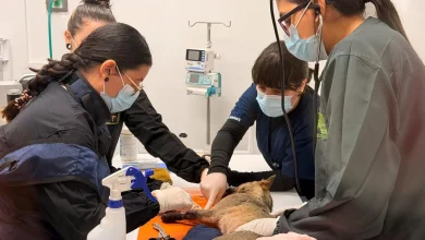 Atropellamiento de un animal silvestre