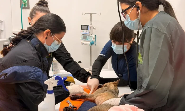 Atropellamiento de un animal silvestre