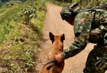 El Ejército destruyó un explosivo instalado por presuntos integrantes del Clan del Golfo. Foto/Ejército