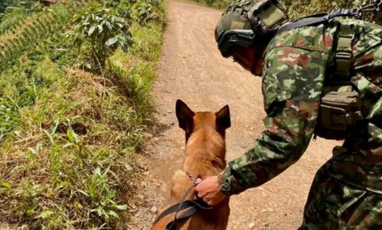 El Ejército destruyó un explosivo instalado por presuntos integrantes del Clan del Golfo. Foto/Ejército