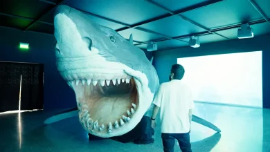 Exposición “Manifiesto Megalodón, tiburones colombianos”