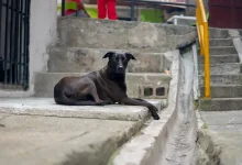 Sanidas mascotas en Medellín, Foto/Alcaldía