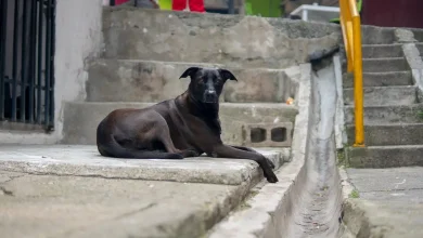 Sanidas mascotas en Medellín, Foto/Alcaldía